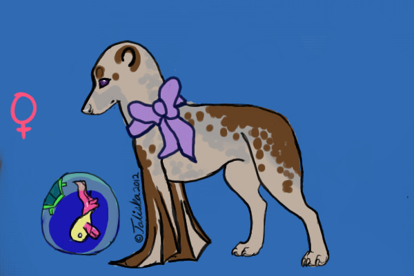 Seal Dog| Finalist
