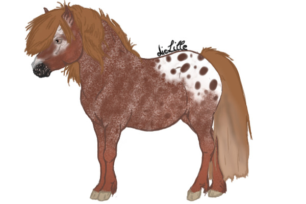 CTS: Strawberry Roan Appaloosa Mare