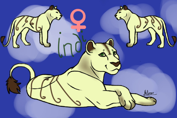 Indi (lioness for breeding)