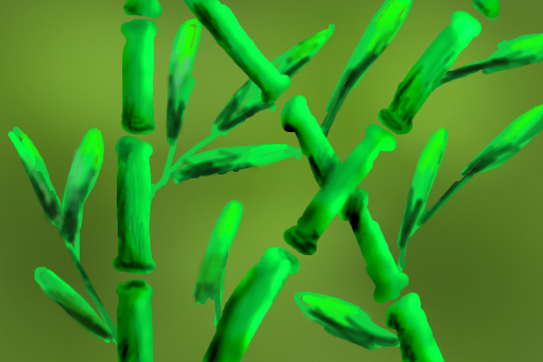 bamboo