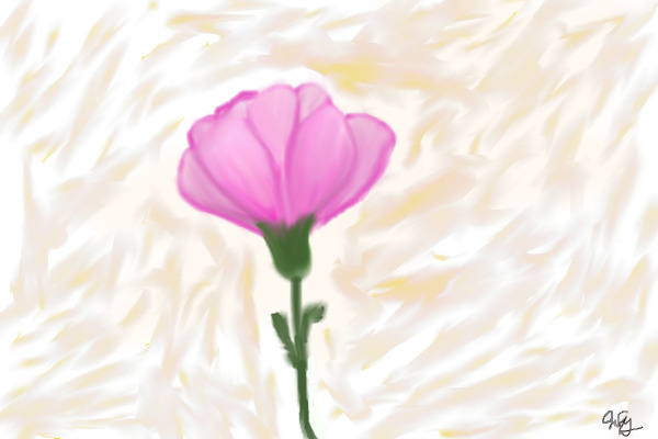 Pink Carnation.