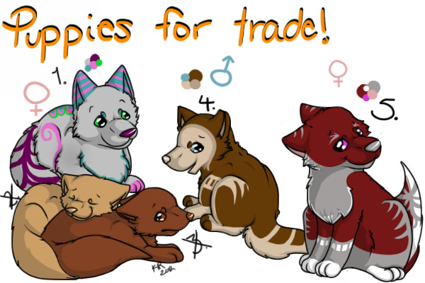 Puppies for trade - OPEN