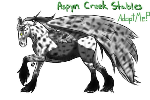 "Dalmation" Appaloosa W/ Barring