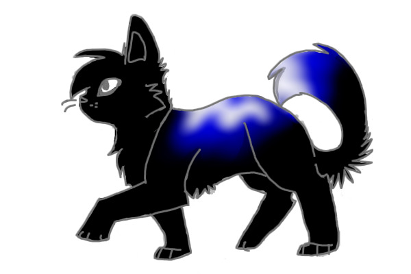 random cat