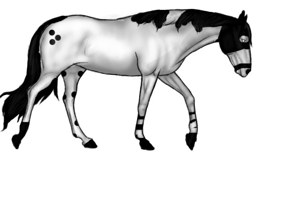 Ranbom horse