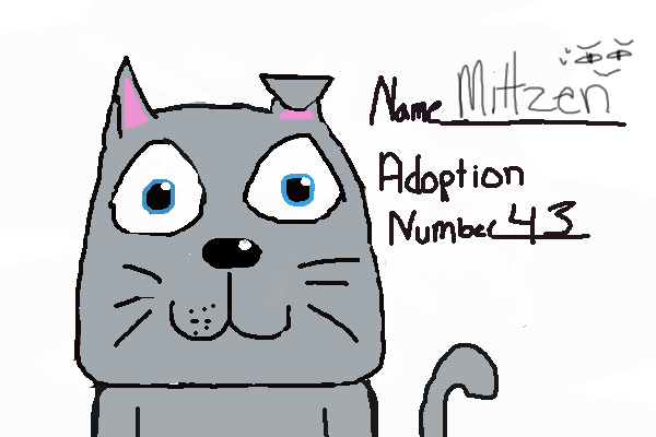 Cat for adoption