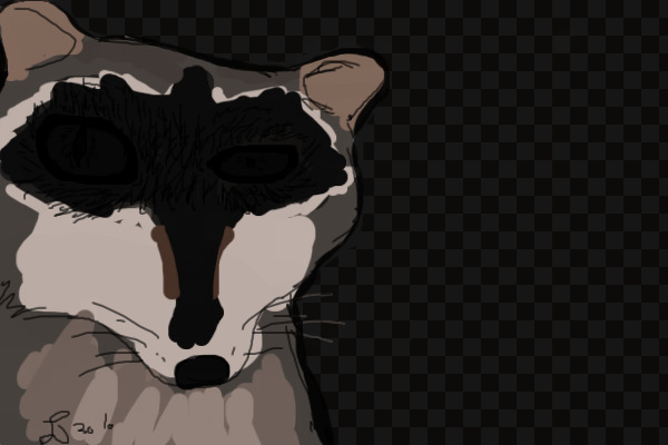 Raccoon
