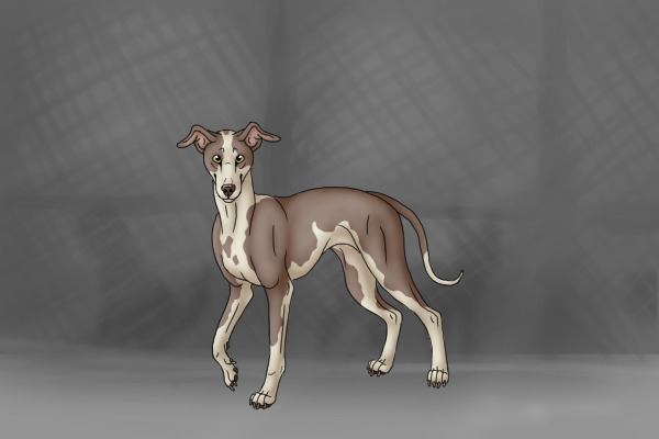 SS Artist Entry - Italian Greyhound colored