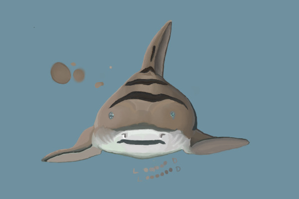 Leopard Shark