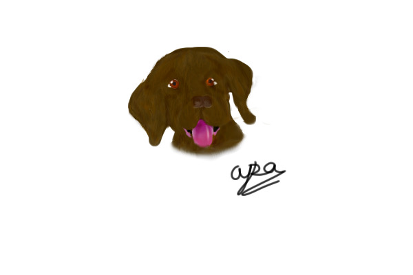 Lineless Brown lab puppy ^^