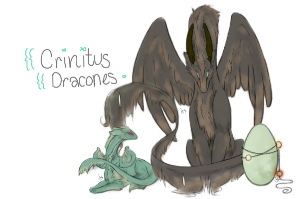 Crinitus Dracones