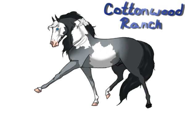 Blue Roan Overo Stallion