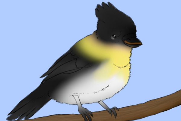Emperor Penguin Jay