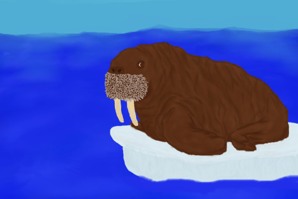 Walrus on Ice Floe