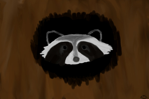 Raccoon Peek