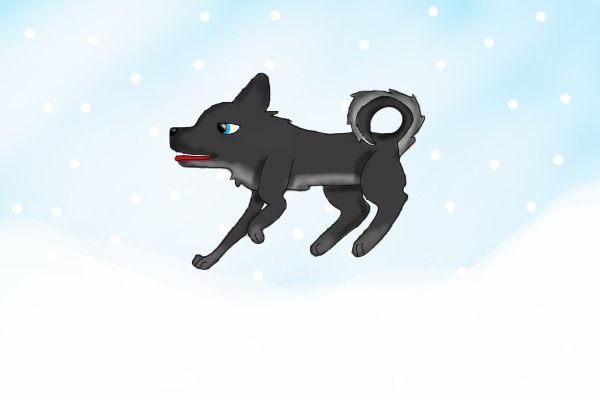 husky in the snow