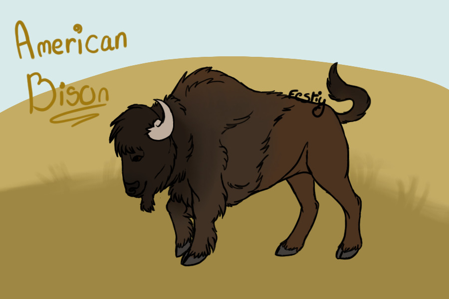 OWC - Favorite Animal : American Bison