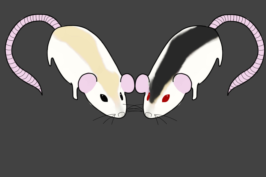Rats!
