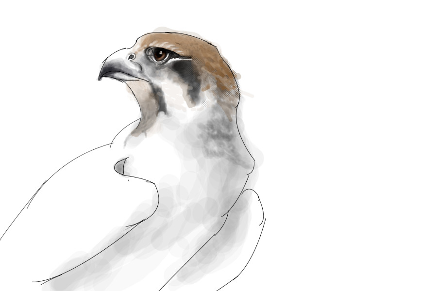 WIP falcon