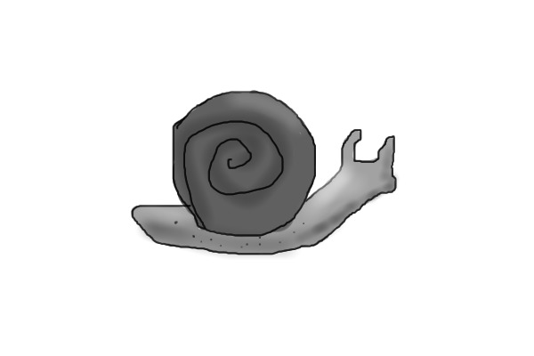little gray snail