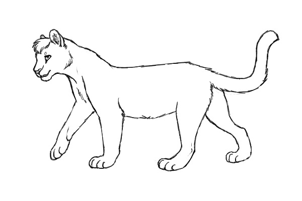 mountain lion lines