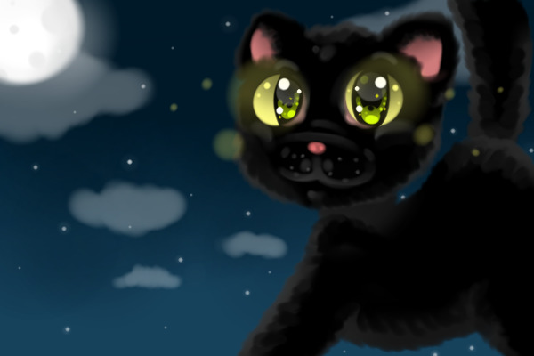 Cute black kitti