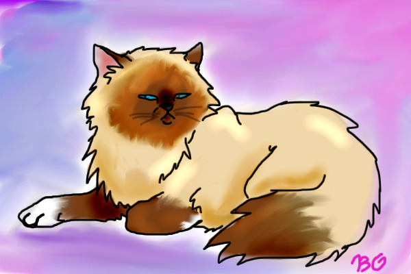 Fluffy Kitty