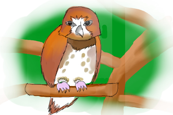 Adoptable Owl! (Cheap!)