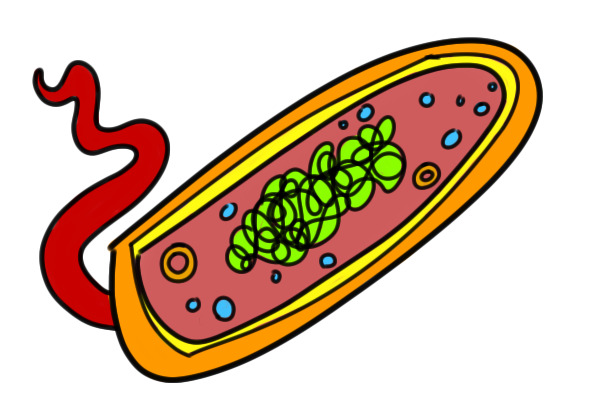 Bacteria Cell Diagram