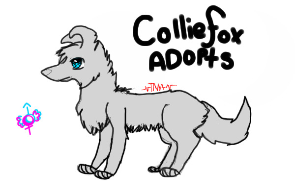 CollieFox Adoptions♪