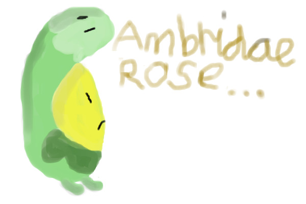 Ambridae Rose