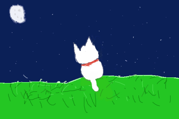 Starry moonlit night