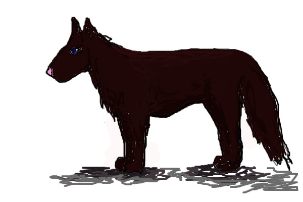 Dark brown wolf