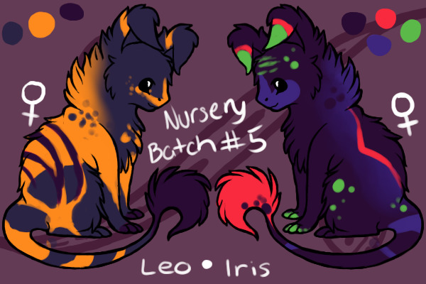 Nursery Keetin #5 - Leo x Iris