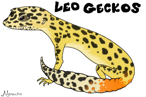 Leopard Gecko Adoptables