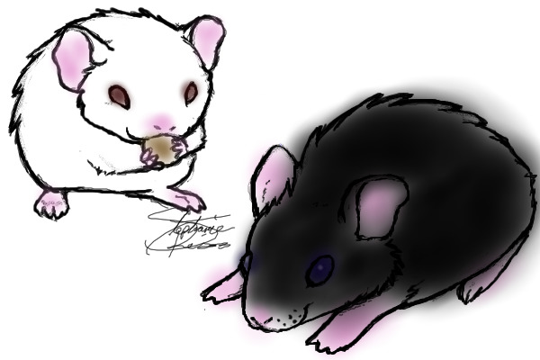 A black and also a white hamster