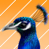 Peacock avatar