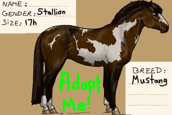 Event Horse - Paint Stallion