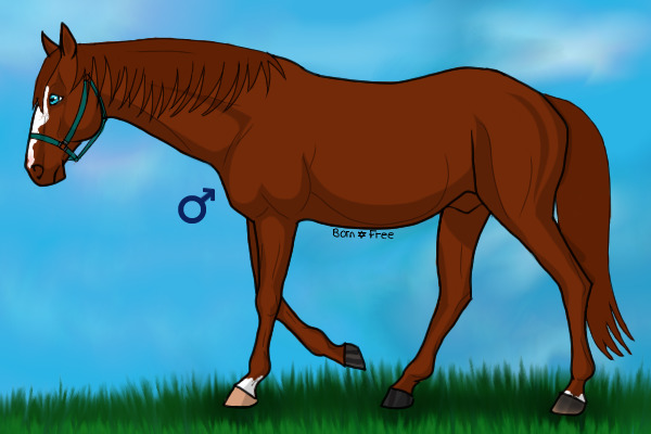 Freeborn Ranch Horse 32