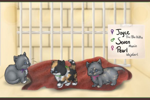 #7 - Kittens! - Adopted.