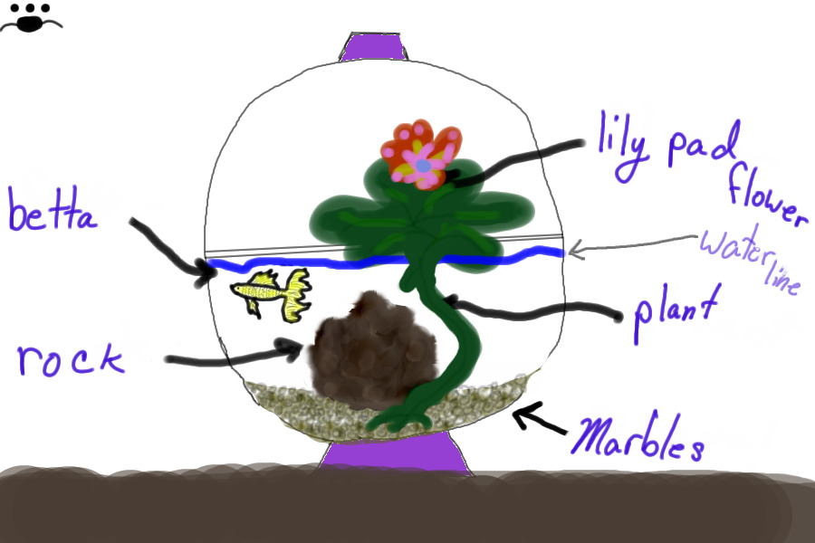 Betta fish tank idea