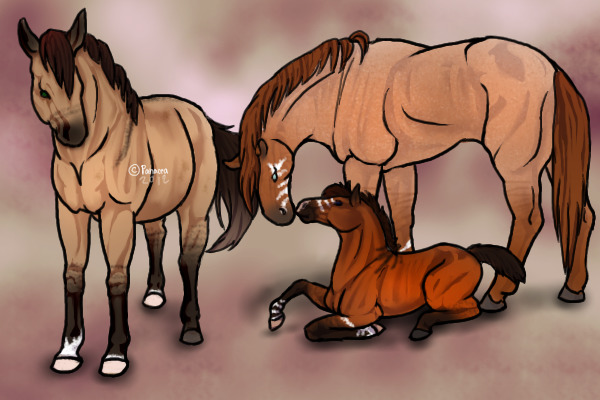 Horse Family Designs for canter.