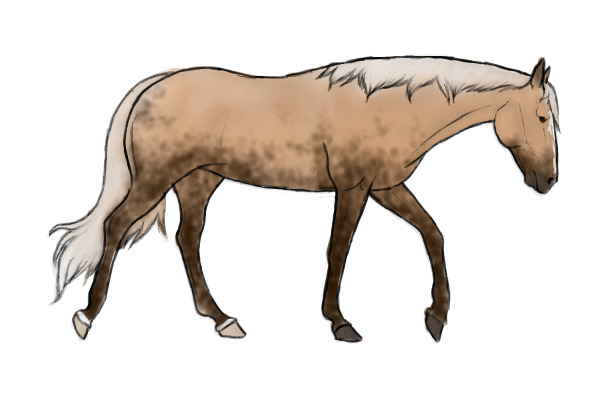 Design for canter.