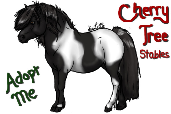 CTS Adopt- Black and White Mare