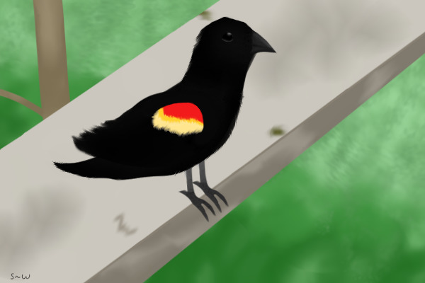 Redwing Blackbird~