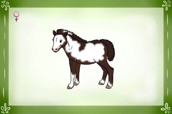 Liver Chestnut Overo - "Peaches"