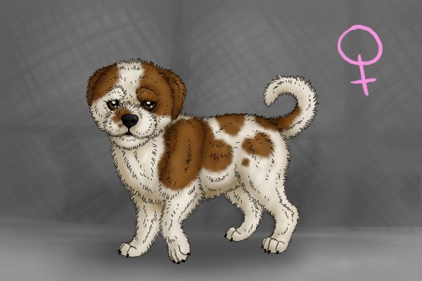 Shih Tzu Puppy - #30 - Adopted
