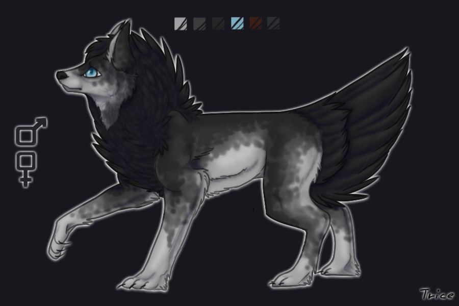 Entry 4 : Husky