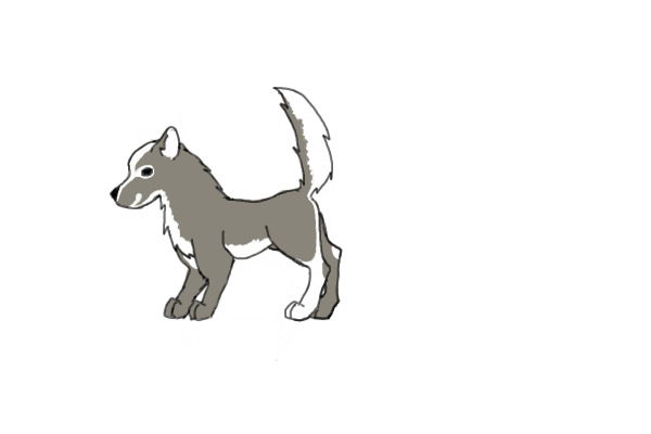 Wolf/Dog I Randomly Drew