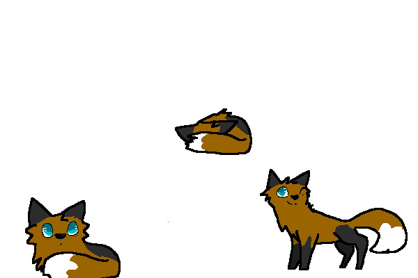 some cute random foxes